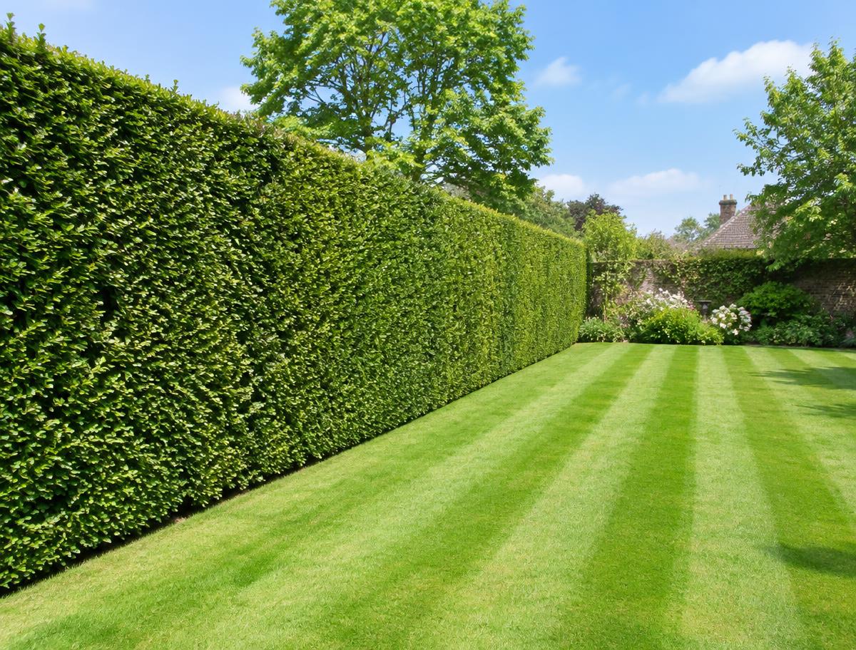 Hedge trimming & lawn care